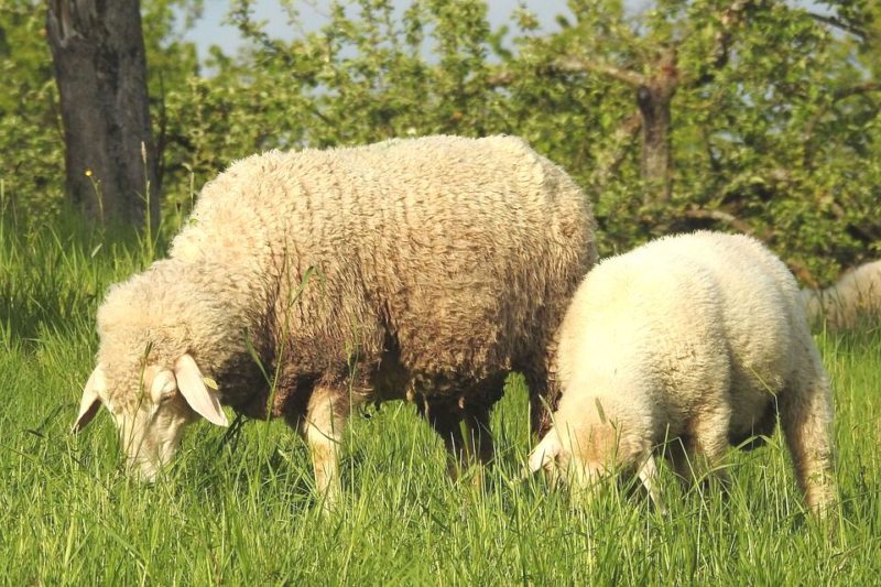 Moutons Cointe 2